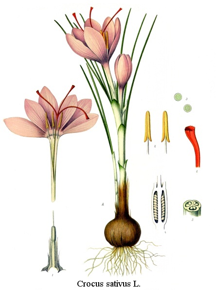 Saffron crocus morphology